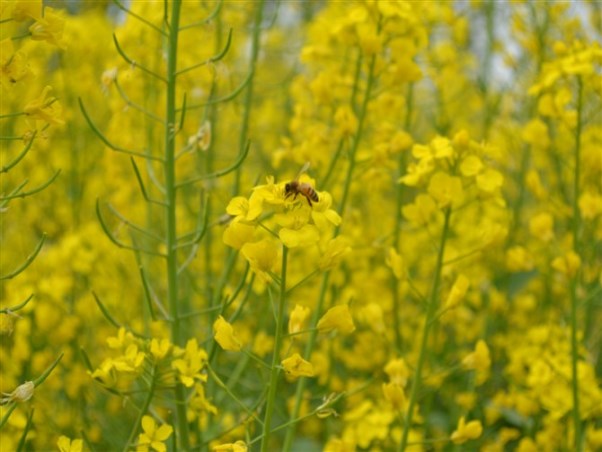 油菜花