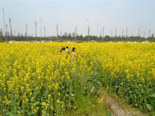 油菜花