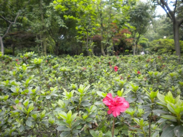花溪谷旅游