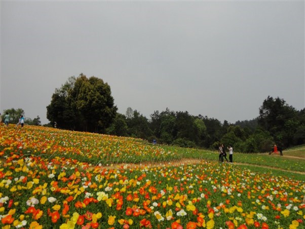 花舞人间