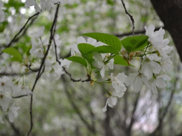 樱桃花