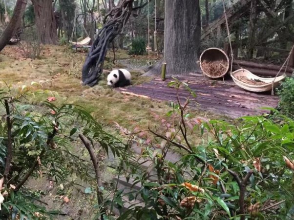 熊猫基地