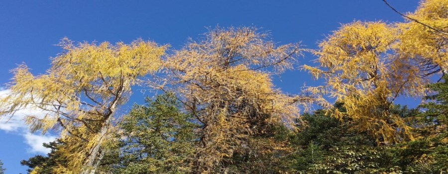 木格措