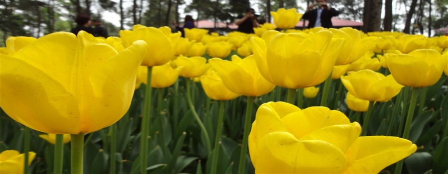 花舞人间旅游