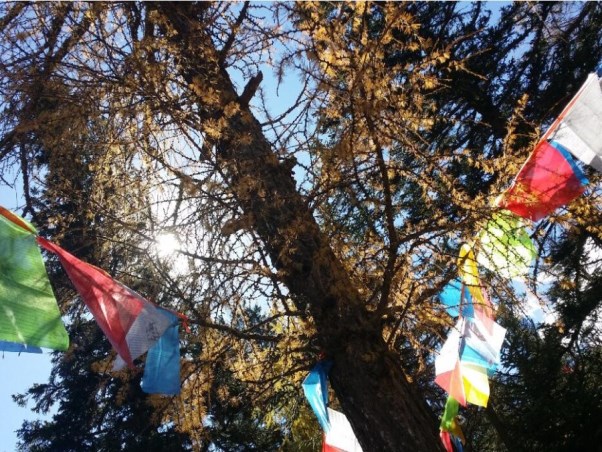 木格措旅游
