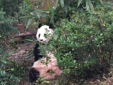 成都熊猫基地