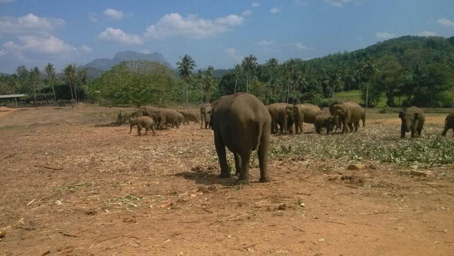 大象孤儿院
