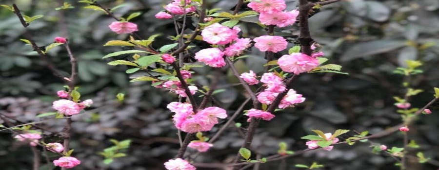 海棠花