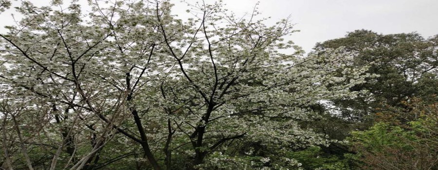 樱桃沟