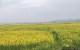 油菜花